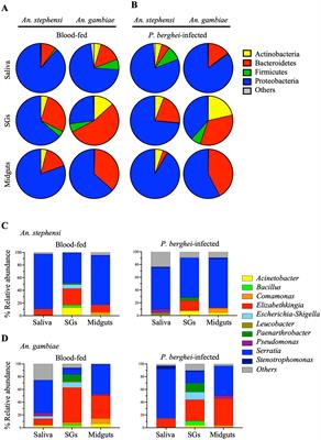 Anopheline mosquito saliva contains bacteria that are transferred to a mammalian host through blood feeding